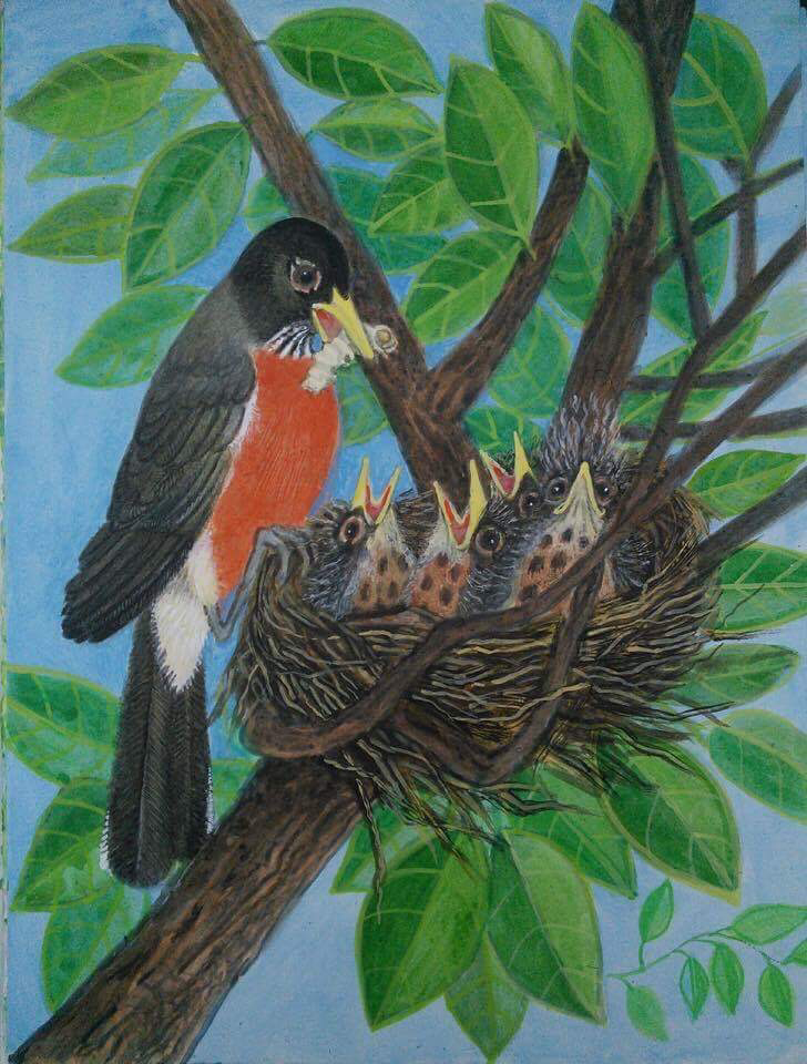 Lee Rogers' painting of a father American Robin bringing food to his young