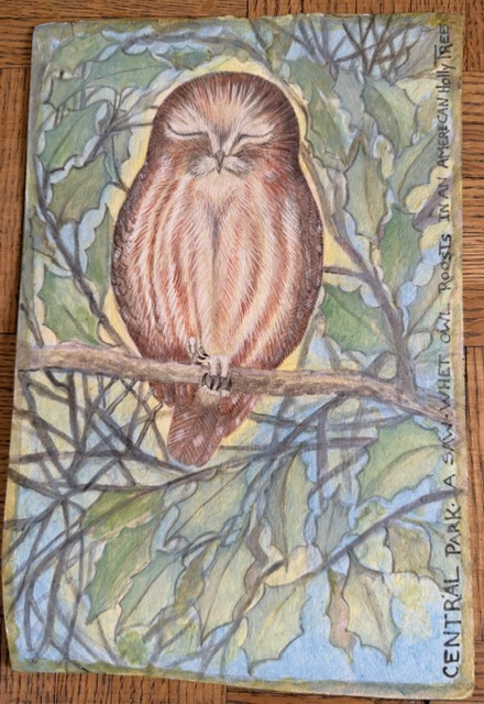 Lee Rogers' painting of a Northern Saw-whet Owl with its eyes closed