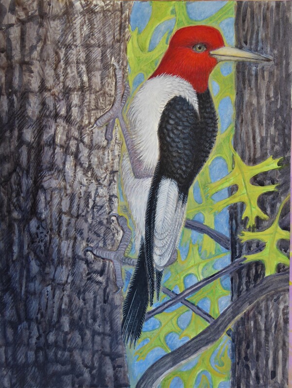 Lee Rogers' painting of a Red-headed Woodpecker in Evodia Field, Central Park