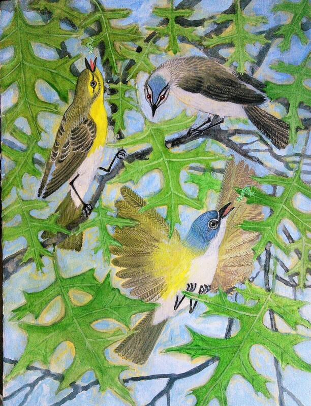 Lee Rogers' painting of three species of vireos