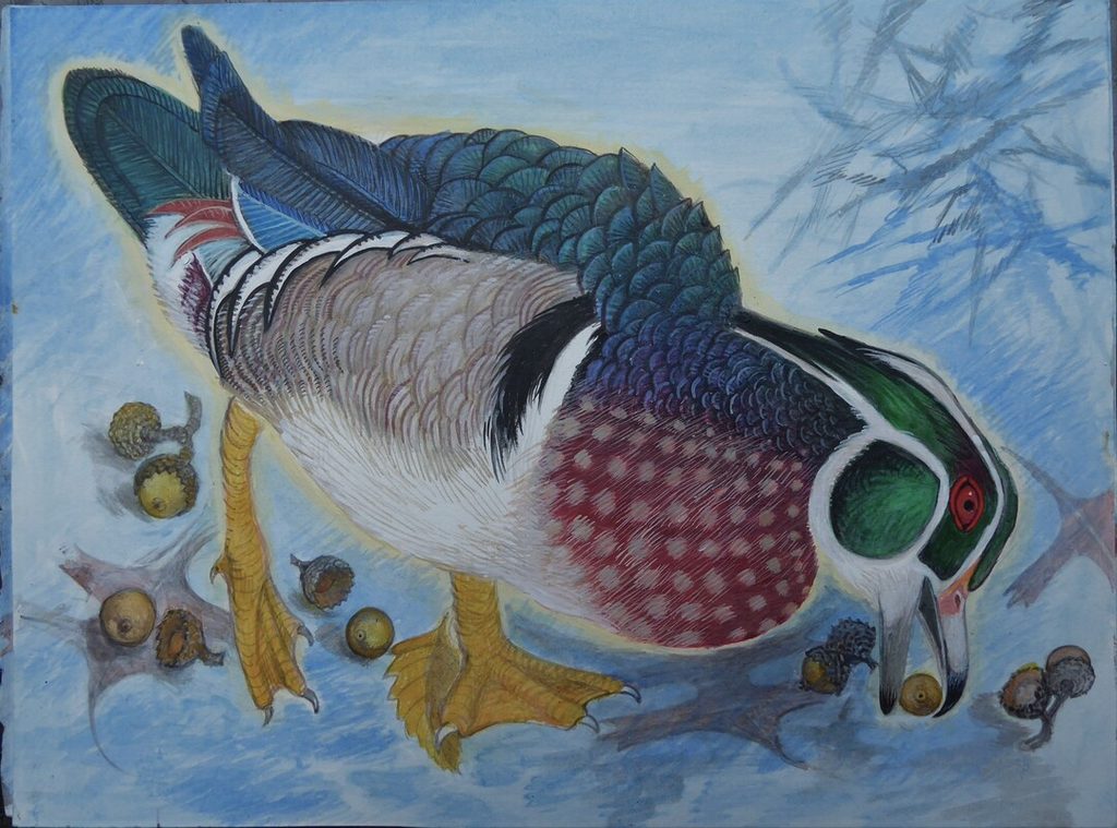 Lee Rogers' painting of a male Wood Duck foraging for acorns in the snow