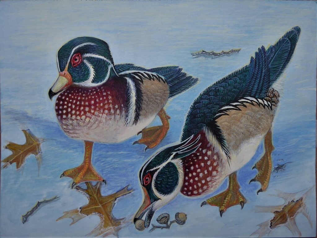 Lee Rogers' painting of a pair of Wood Ducks foraging in the snow