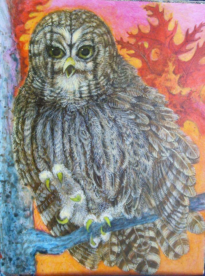 Lee Rogers' painting of a Barred Owl waking at a pink sunset