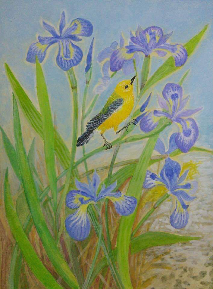 Lee Rogers' painting of a Prothonotary Warbler on wild iris