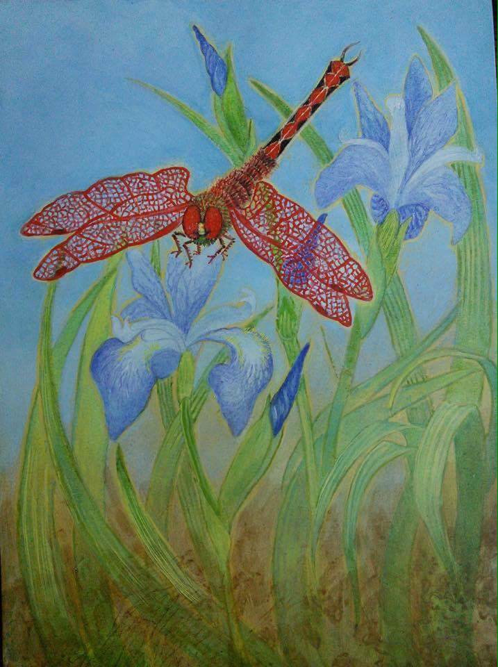 Lee Rogers' painting of a Cherry-faced Meadowhawk dragonfly on wild iris