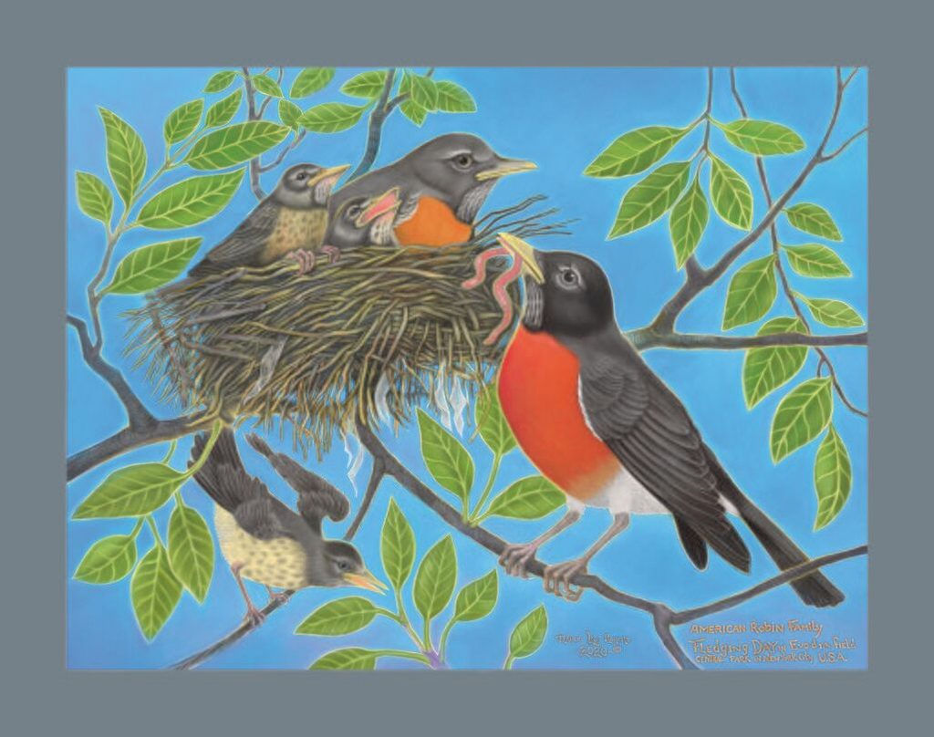 Lee Rogers' painting of American Robins feeding their chicks at the nest