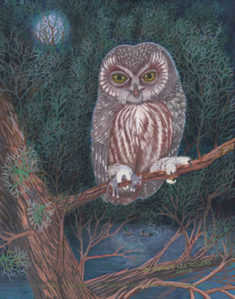 Lee Rogers' painting of a Northern Saw-whet Owl on a branch under the moon