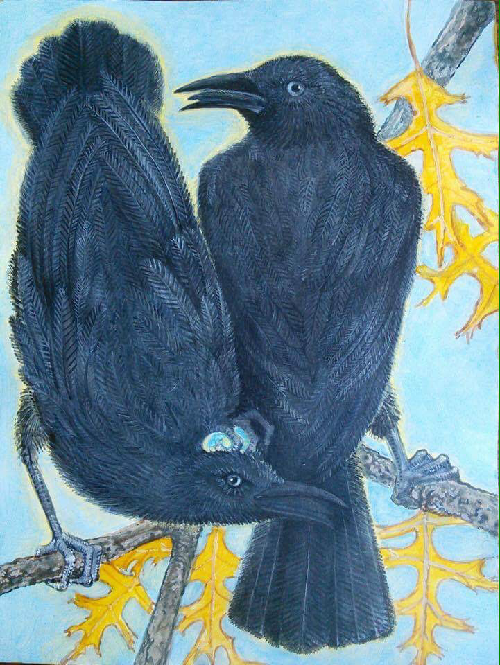 Lee Rogers' painting of two American Crows