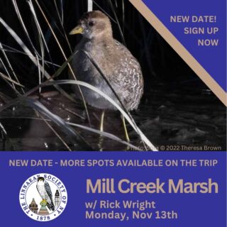 Mill Creek Marsh, New Jersey⁠
Join #LinnaeanNY & Rick Wright ⁠
Due to rain, we have rescheduled the trip to Mill Creek Marsh, NJ! ⁠
Spots Available! Signup: https://bit.ly/MillCreekMarsh2023⁠
Photo: #Sora by Theresa Brown⁠
#LSNY #LSNYbirds #StayCurious #Birds #Ornithology #Conservation #Nature #Birding #Migration