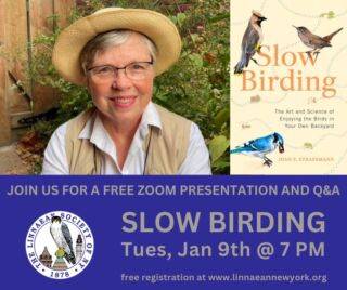 ⁠
Slow down and join us for a FREE Zoom presentation on Tuesday, January 9 at 7 PM. ⁠
⁠
“Slow Birding: How Do the Birds You Glimpse Live Their Lives?” presented by Joan Strassmann. ⁠
⁠
In the heart of migration, it is easy to move from one golden jewel to another, racking up warblers, vireos, tanagers, and thrushes in number. But there is another way to immerse yourself in birds, and that is the focus of Slow Birding. It involves simply watching how an individual moves through time and space, how it interacts with other birds, and what decisions it is called on to make. Get to know the commonest birds, not just by sight, but by the kinds of things they do.⁠
⁠
In her book, Slow Birding: The Art and Science of Enjoying the Birds in Your Own Backyard, Joan Strassmann tells stories about some of our most common birds, stories that ornithologists have devoted their lives to learning.⁠
⁠
Did you know that American Robin fathers feed babies more if they have hatched from bluer eggs? Or that Cooper’s Hawks that mostly hunt birds have a longer toe than normal to snatch them out of the sky? Male Snow Geese follow their partners to their mating grounds. White-throated Sparrows have something like four sexes. These and many more stories enrich our experiences of these easily seen birds. She will share a few of them in this presentation.⁠
⁠
Joan Strassmann is Charles Rebstock Professor of Biology at Washington University in St. Louis. ⁠
⁠
For details and to register, please follow the Link in our Bio. Programs are free and Open To All. ⁠
⁠
#LSNY #LSNYbirds #LinnaeanNY #LinnaeanSocietyofNewYork #StayCurious #AMNH #Birds #Ornithology #SlowBirding ⁠