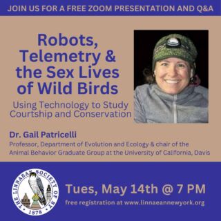 Join the Linnaean Society of New York and Dr. Gail Patricelli for a free lecture and Q&A session:  Robots, Telemetry, and the Sex Lives of Wild Birds: Using Technology to Study Courtship and Conservation. ⁠
⁠
Animals use a dizzying array of sounds, smells, colors, dances, electrical fields, and seismic vibrations to convince each other to mate. These displays, like the song of a cricket or the train of a peacock, are like advertisements by the courting sex tuned to the preferences of the courted sex. But courtship in many species involves more than just advertisements; it also involves negotiation between males and females. Therefore, in addition to elaborate displays, success in courtship may require tactics and social skills. These skills may include, for example, the ability to gather information and adjust courtship behavior in response to the partner’s signals and the marketplace of other males and females. ⁠
⁠
Dr. Patricelli will discuss her lab’s research on Greater Sage-Grouse, in which they use robotic females to investigate courtship interactions between the sexes and the way habitat structure can affect the flow of information among individuals on the lek breeding grounds. She will also discuss her lab’s ongoing research on how foraging behaviors affect courtship displays in sage-grouse, and how this basic science has informed her lab’s research into human impacts on breeding activities.⁠
⁠
#LSNY #LSNYbirds #LinnaeanNY #LinnaeanSocietyofNewYork #StayCurious #AMNH #Birds #Ornithology #Telemetry #Conservation