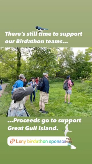 There’s still time to sponsor our Birdathon teams in support of Great Gull Island. ✅ See the Link in Bio. Most importantly, get out there for World Migratory Bird Day, Global Big Day | Saturday, May 11! It’s the height of spring migration. The short, sweet season… 🐦 🦆 

Keep tagging us in your amazing photos. We love sharing with our bird obsessed community. 🤩 
.
#worldmigratorybirdday #LSNYbirds #linnaeansocietyofnewyork #centralpark #urbanbirding