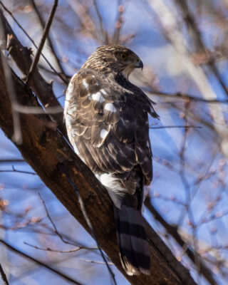 🎯 Urban hunter, woodland stalker.⁠
⁠
A sharp-eyed Cooper’s Hawk surveys the scene in Central Park, captured in stunning detail by photographer Richard Davis. These agile raptors are built for speed and surprise—masters of the chase through dense trees.⁠
⁠
📍Central Park⁠
📸 Richard Davis @ridavio⁠
🪶 #CoopersHawk #UrbanRaptors #CentralParkBirding #LSNY #BirdsofPrey #BirdsOfInstagram #LinnaeanSociety #BirdPhotography #StayCurious #NYCBirds