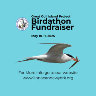 🪶 Mark your calendars: May 10–11, 2025⁠
The Great Gull Island Birdathon Weekend is almost here!⁠
⁠
Join us in celebrating and supporting one of the most important tern nesting sites in the Western Hemisphere. Every dollar raised helps protect the island’s globally significant populations of Common and Roseate Terns, and funds go directly to the Great Gull Island Project at the American Museum of Natural History.⁠
⁠
Step 1: Sign Up To Participate⁠
Step 2: Find Sponsors (or Sponsor Yourself!)⁠
Step 3: Bird anywhere—your backyard, local park, or favorite hotspot.⁠
Step 4: Collect Donations⁠
⁠
🔗 Learn more and donate: [link in bio]⁠
⁠
#Birdathon2025 #GreatGullIsland #LSNY #BirdsOfInstagram #RoseateTern #CommonTern #ConservationInAction #LinnaeanSociety #StayCurious #BirdingForACause