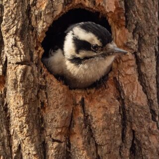 Hello! Is it me you're looking for?

Spring Migration is in full flight and many of our local birds are setting up nests. 

This little beauty is a Downy Woodpecker and she was captured by Richard Davis in our home patch of Central Park.

@ridavio
#LSNY #LSNYbirds #LinnaeanNY #LinnaeanSocietyofNewYork #StayCurious #AMNH #Birds #Ornithology #Biodiversity #Nature #Birding #centralparknyc
