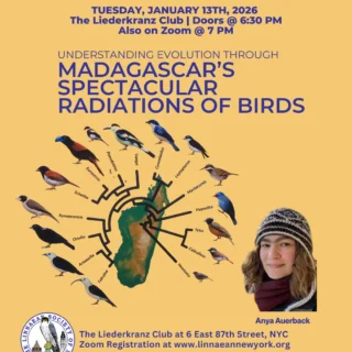 Please join us, Tuesday, January 13, for our first Linnaean Society General Meeting of the year—live at The Liederkranz Club and streaming on Zoom!⁠
⁠
Our guest speaker, Anya Auerbach will present:⁠
Understanding Evolution Through Madagascar’s Spectacular Radiations of Birds
⁠
Arrive at 6:30 PM to mingle, grab a drink at the cash bar, and browse the free book exchange. The program begins promptly at **7:00 PM ET**⁠
⁠
📍 The Liederkranz Club, 6 E 87th St, NYC⁠
💻 Zoom registration link available on our website⁠
⁠
⁠
#LinnaeanSociety #NYCBirds #UrbanWildlife #BirdingNYC #Madagascar #BirdHabitat #StayCurious #LSNY