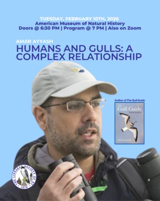 Linnaean Society General Meeting⁠
Tuesday, February 10, 2026 | 7:00 PM ET⁠
⁠
Join us for an evening devoted to one of birding’s most debated and misunderstood groups—gulls. Our February speaker, Amar Ayyash, will present:⁠
Humans and Gulls: A Complex Relationship⁠
⁠
Gulls are everywhere and yet often overlooked, dismissed, or misunderstood. Amar will guide us through the fascinating natural history, identification challenges, and thorny taxonomy of North American gulls—exploring why some species are coveted while others are casually ignored. Expect an engaging, thought-provoking talk from one of the continent’s leading gull experts.⁠
⁠
📍 Linder Theater, American Museum of Natural History⁠
Enter via the West 77th Street Entrance, between Central Park West & Columbus Ave⁠
🕖 7:00 PM ET⁠
🎟️ Free and open to the public⁠
⚠️ Advance registration required for in-person attendance⁠
💻 Also available live on Zoom (registration required)⁠
⁠
🔗 Registration links available on our website⁠
⁠
#LinnaeanSociety #LSNY #BirdingNYC #Gulls #UrbanBirds #AMNH #Ornithology #BirdLecture #StayCurious