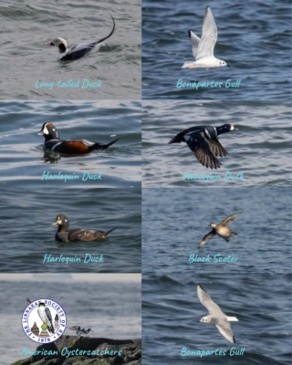 Winter surf, coastal drama.⁠
⁠
From sea ducks riding rough water to shorebirds holding the line, Jones Beach and Point Lookout delivered a classic Long Island winter birding lineup. Long-tailed Ducks, Harlequin Ducks, Black Scoters, Bonaparte’s Gulls, and American Oystercatchers all made appearances, each perfectly adapted to life along a cold, windswept coast. Captured beautifully by Dominic Ricci, these moments reflect the resilience and energy of winter on the shore.⁠
⁠
📍 Jones Beach & Point Lookout, Long Island, NY⁠
📸 Dominic Ricci⁠
🪶 #LongIslandBirding #LSNY #LinnaeanSociety #WinterBirding #SeaDucks #CoastalBirds #BirdsOfNY #BirdPhotography #StayCurious