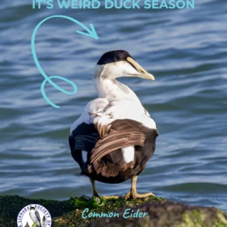 Cold-sea giant, winter mariner.⁠
⁠
A Common Eider rides the nearshore waters off Jones Beach and Point Lookout, captured by photographer Shannon Kelly. Thick-necked and powerful, these northern sea ducks gather in floating rafts along rocky coasts, diving beneath the waves in search of mussels and crustaceans. A striking winter presence along the Long Island shoreline.⁠
⁠
📍 Jones Beach & Point Lookout, Long Island, NY⁠
📸 Shannon Kelly⁠
🪶 #CommonEider #LongIslandBirding #LSNY #LinnaeanSociety #SeaDucks #WinterBirding #BirdsOfNY #BirdPhotography #StayCurious #NYBirds