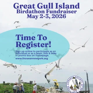 🐦 Registration is now open for May 2–3, 2026. 🐦

The Great Gull Island Bird-A-Thon is back! 

Each spring, birders come together to celebrate migration and raise funds to protect the incredible Common and Roseate Tern colony on Great Gull Island.

Last year our community raised nearly $10,000 to support tern conservation. This year we’re hoping to soar even higher.

📅 Note: We’re gathering one weekend earlier than usual this year to avoid the Mother's Day overlap with World Migratory Bird Day.

Grab your binoculars, start a team, and join the flock.

👉 Register today: [link]

#Birdathon #GreatGullIsland #BirdConservation #BirdingCommunity #TernConservation
