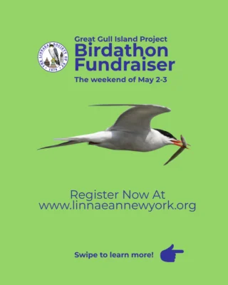 🐦 How to do the Bird-A-Thon (it’s easier than you think)⁠
⁠
Whether you’re a seasoned birder or just getting started, this is your chance to turn a weekend of birding into real conservation impact.⁠
⁠
STEP 1 — Sign Up⁠
Form a team or go solo + register (link in bio)⁠
⁠
STEP 2 — Get Sponsors⁠
Ask friends, family, and fellow birders to support you⁠
✔ Flat donations⁠
✔ Or per-bird pledges (the fun option)⁠
⁠
STEP 3 — Bird Your Heart Out⁠
📅 May 2–3⁠
Count as many species as you can in 48 hours⁠
⁠
STEP 4 — Collect Donations⁠
Follow up with sponsors + submit funds by June 15⁠
⁠
🌊 Your effort supports Great Gull Island—home to one of the most important tern colonies in the world.⁠
⁠
🎯 This year’s goal: $20,000⁠
⁠
🏆 Awards for:⁠
• Most funds raised⁠
• Most species⁠
• Best team name⁠
• Best photos⁠
• Youngest birder⁠
⁠
👉 Sign up + get started (link in bio)⁠
⁠
#Birdathon #GreatGullIsland #BirdingForGood #BirdingCommunity #TernConservation #SpringMigration
