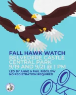 The weather is looking perfect for a Fall Hawk Watch at Belvedere Castle with our perennial favorites Anne and Phil Ribolow! Meet us on either Saturday or Monday at 1 pm at Belvedere Castle in Central Park. No registration required.