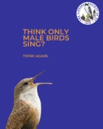 Female birds have been singing all along. We just weren’t always listening. 🎶🐦⁠
⁠
For generations, birdsong was largely studied as a male behavior. But research by Dr. Karan Odom and her colleagues is helping rewrite that story. Female song is widespread across the songbird family tree and likely existed in the common ancestor of modern songbirds.⁠
⁠
That changes the question from “Why did female birds evolve song?” to something far more intriguing: Why did females in some species stop singing?⁠
⁠
In A Female Perspective on Birdsong, Dr. Odom explores what female song can teach us about the evolution of birdsong, why it was overlooked for so long, and just how much there is still to discover.⁠
⁠
🎥 The full lecture is now available on the LSNY Website and YouTube channel. https://bit.ly/Odom2026⁠
⁠
#LinnaeanSociety #LSNY #Birdsong #FemaleBirdSong #Ornithology #BirdScience #BirdBehavior #WomenInScience #Birding #StayCurious⁠
