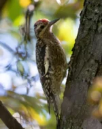 A woodpecker with a sweet tooth. 🍁⁠
⁠
The Yellow-bellied Sapsucker earns its name by drilling neat rows of small holes in tree bark and returning to drink the sap. These sap wells also attract insects, giving the bird another source of food.⁠
⁠
A familiar fall migrant in Central Park, this striking woodpecker was photographed by Adisha Verma during one of our Fall 2026 Tuesday Morning Walks.⁠
⁠
📷 Yellow-bellied Sapsucker | Adisha Verma⁠
⁠
#LinnaeanSociety #CentralParkBirding #YellowBelliedSapsucker #FallMigration #Woodpeckers #BirdPhotography #NYCBirding