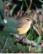 A flash of yellow in the fall undergrowth. 🍁⁠
⁠
With its bright yellow undertail and habit of constantly bobbing its tail, the Palm Warbler is a lively sight during fall migration. Unlike many warblers that stay high in the treetops, Palm Warblers often forage low in shrubs or even walk along the ground.⁠
⁠
Adisha Verma photographed this beautiful bird during our Fall 2026 Tuesday Morning Walks in Central Park.⁠
⁠
📷 Palm Warbler | Adisha Verma⁠
⁠
#LinnaeanSociety #CentralParkBirding #PalmWarbler #FallMigration #BirdPhotography #NYCBirding #Warblers