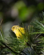 A little sunshine among the pine needles. 🌲💛⁠
⁠
True to its name, the Pine Warbler has a special fondness for pine trees, where it searches the branches for insects and spiders. Its soft yellow coloring blends beautifully with the greens and golds of the changing season.⁠
⁠
Spotted during our Fall 2026 Tuesday Morning Walks in Central Park and photographed by Adisha Verma, this Pine Warbler offered a lovely glimpse of autumn migration.⁠
⁠
📷 Pine Warbler | Adisha Verma⁠
⁠
#LinnaeanSociety #CentralParkBirding #PineWarbler #FallMigration #BirdPhotography #NYCBirding #Warblers